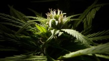 marijuana_weed_420_ganja____e_1600x900